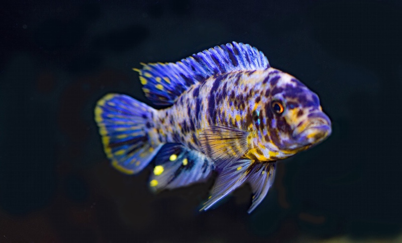 Maylandia fainzilberi 'Kirondo'